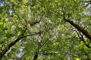 bella vista in una fitta foresta verde con luce solare intensa che proietta un'ombra profonda foto