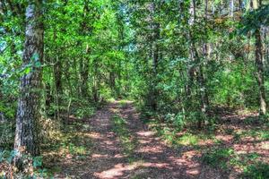 bella vista in una fitta foresta verde con luce solare intensa che proietta un'ombra profonda foto