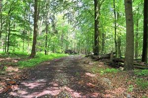 bella vista in una fitta foresta verde con luce solare intensa che proietta un'ombra profonda foto