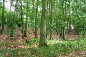 bella vista in una fitta foresta verde con luce solare intensa che proietta un'ombra profonda foto