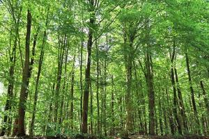 bella vista in una fitta foresta verde con luce solare intensa che proietta un'ombra profonda foto