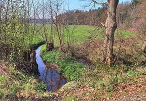 bella vista in una fitta foresta verde con luce solare intensa che proietta un'ombra profonda foto