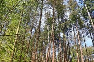 bella vista in una fitta foresta verde con luce solare intensa che proietta un'ombra profonda foto