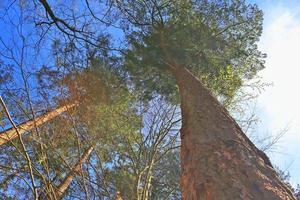 bella vista in una fitta foresta verde con luce solare intensa che proietta un'ombra profonda foto