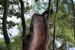 bella vista in una fitta foresta verde con luce solare intensa che proietta un'ombra profonda foto