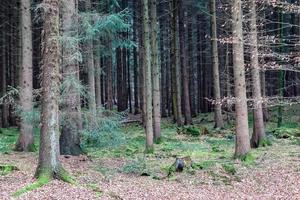 bella vista in una fitta foresta verde con luce solare intensa che proietta un'ombra profonda foto