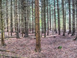 bella vista in una fitta foresta verde con luce solare intensa che proietta un'ombra profonda foto