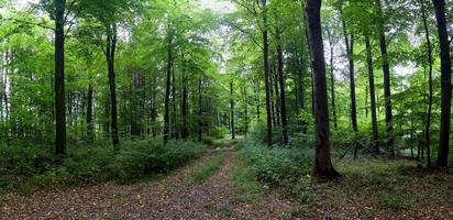 bella vista in una fitta foresta verde con luce solare intensa che proietta un'ombra profonda foto