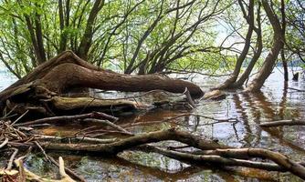 bellissimo soleggiato paesaggio a un' lago con un' riflessivo acqua superficie. foto