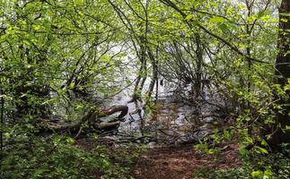 bellissimo soleggiato paesaggio a un' lago con un' riflessivo acqua superficie. foto