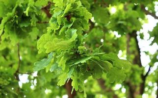 fresco le foglie a un' albero ramo nel primavera con un' morbido bokeh sfondo. foto