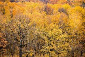 sopra Visualizza di querce su bordo di bagnato autunno foresta foto