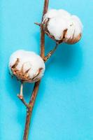 naturale secco ramoscello di cotone pianta su blu foto