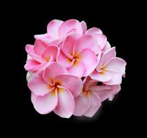 plumeria o frangipani o tempio albero fiori. vicino su rosa-bianco plumeria fiore mazzo isolato su nero sfondo. superiore Visualizza rosa-viola fiori grappolo. foto