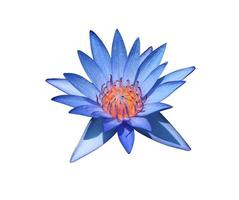 nymphaea o Ninfea o loto fiori. vicino su blu-viola loto fiore isolato su bianca sfondo. il lato di acqua giglio. foto