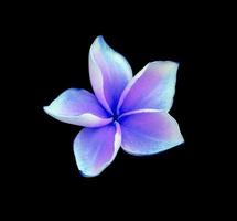 plumeria o frangipani fiore. vicino su blu-viola singolo plumeria fiore isolato su nero sfondo. foto
