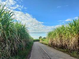 canna da zucchero i campi e blu cielo foto