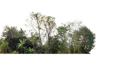 verde alberi isolato su bianca sfondo. siamo foresta e fogliame nel estate per tutti e due stampa e ragnatela pagine con tagliare sentiero e alfa canale foto