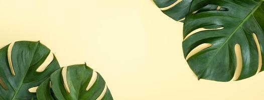 la bella palma tropicale monstera lascia il ramo isolato su sfondo giallo pastello, vista dall'alto, disteso piatto, sopra il concetto di design vuoto di bellezza estiva. foto