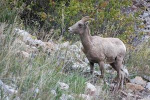 grande corno pecora, Ovis canadese, su un' pendio nel Wyoming foto