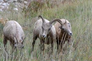 grande corno pecora, Ovis canadese, su un' pendio nel Wyoming foto