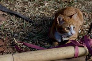 Marrone gatto tozzo con guinzagli foto