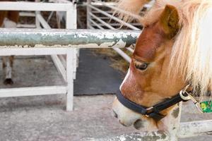 avvicinamento Marrone cavallo testa foto