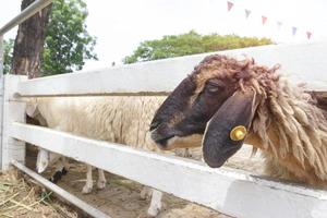 avvicinamento pecora nel fattoria, Tailandia foto