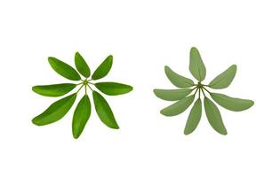 verde le foglie modello, nano ombrello albero o schefflera arboricola,isolata su bianca sfondo foto