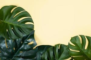 la bella palma tropicale monstera lascia il ramo isolato su sfondo giallo pastello, vista dall'alto, disteso piatto, sopra il concetto di design vuoto di bellezza estiva. foto