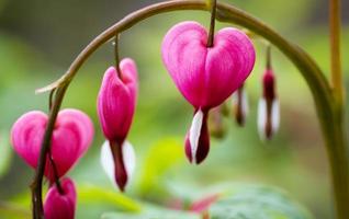 fiori cuore sanguinante (dicentra spectabils) su sfondo di natura foto