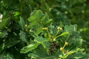 ramo di peduncolare quercia con ghiande nel estate. il latino nome per Questo albero è quercus robur l. foto