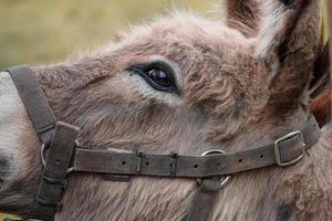 asino ritratto nel il prato, animale temi foto