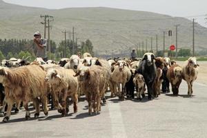 persepoli, iran,, 2018 - un' pastore e il suo gregge di pecora attraversamento un' strada nel mi sono imbattuto foto