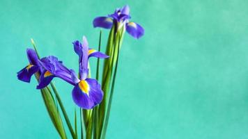 fresco viola iris fiori su verde sfondo foto