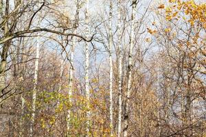 bianca betulla alberi nel città parco nel in ritardo autunno foto