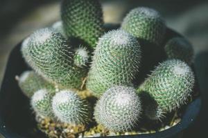 cactus nel pentola. casa pianta decorazione concetto. foto