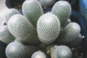 cactus nel pentola. casa pianta decorazione concetto. foto