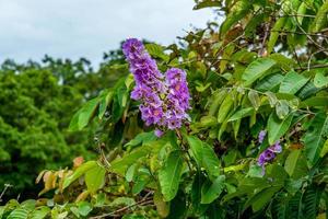 della regina fiore o inthanin fiore nel Tailandia fioritura nel il giardino. foto