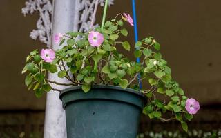 bellissimo rosa fiore nel il pentola foto