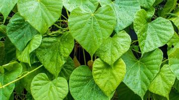 tinospora cordifolia nome locale guduchi, e giloy, è una vite erbacea della famiglia delle menispermaceae originaria delle aree tropicali dell'india usata come medicina ayurvedica foto