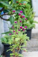 globo amaranto o gomphrena globosa, globo amaranto, laurea breve pulsante nel il giardino foto