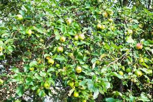 rami di Mela alberi con maturo mele nel estate foto