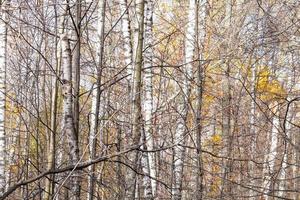 denso spoglio albero tronchi nel città parco nel in ritardo autunno foto