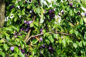 prugna - prunus domestica nel il vecchio terra Il prossimo per amburgo foto