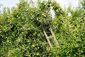 Mela albero nel il vecchio nazione Il prossimo per amburgo foto