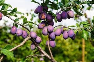 prugna - prunus domestica nel il vecchio terra Il prossimo per amburgo foto