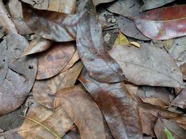 asciutto foglia struttura e natura sfondo foto