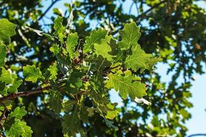 ramo di peduncolare quercia con ghiande nel estate. il latino nome per Questo albero è quercus robur l. foto