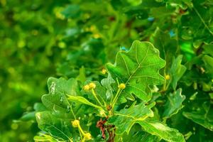 ramo di peduncolare quercia con ghiande nel estate. il latino nome per Questo albero è quercus robur l. foto